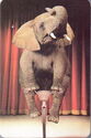 Elephant in Circus