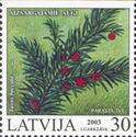 Common Yew (Taxus baccata)