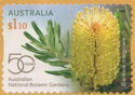 Silver Banksia (Banksia marginata)