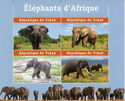 African Elephants