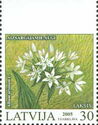 Wild Garlic (Allium ursinum)