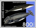 Eubalaena australis, Balaenoptera physalus