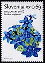 Triglav Gentian (Gentiana terglouensis)