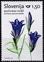 Marsh Gentian (Gentiana pneumonanthe)
