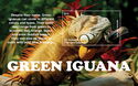 Green Iguana