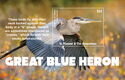 Great Blue Heron (Ardea herodias)