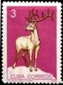 Merriam's Elk (Cervus canadensis merriami)