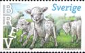 Lamb (Ovis aries)