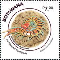 Red-Headed Centipede (Scolopendra morsitans)