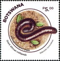 Giant African Millipede (Archispirostreptus gigas)