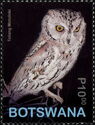 African Scops-Owl (Otus senegalensis)