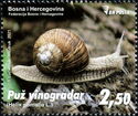 Burgundy Snail (Helix pomatia)