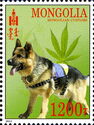 Hemp Leaf, German Shepherd (Canis lupus familiaris)