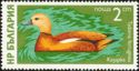 Ruddy Shelduck (Tadorna ferruginea)
