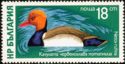 Pochard (Netta rufina)