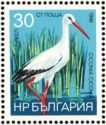 White Stork (Ciconia ciconia)