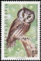 Boreal Owl (Aegolius funereus)