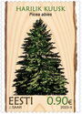 European Spruce (Picea abies)