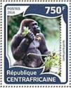 Western Lowland Gorilla (Gorilla gorilla gorilla)