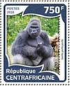 Western Lowland Gorilla (Gorilla gorilla gorilla)