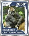 Western Lowland Gorilla (Gorilla gorilla gorilla)