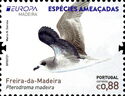 Zino's petrel (Pterodroma madeira)