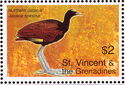 Northern Jacana (Jacana spinosa)