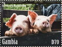 Pig (Sus scrofa domesticus)