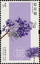 Jacaranda (Jacaranda mimosifolia)