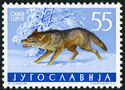 Wolf (Canis lupus)