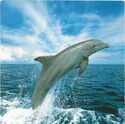 Bottlenose dolphin