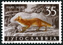 Red Fox (Vulpes vulpes)