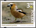 Hawfinch (Coccothraustes coccothraustes)