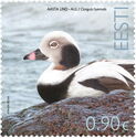 Long-Tailed Duck (Clangula hyemalis)