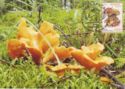 Mushroom Cantharellus cibarius