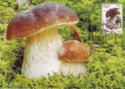 Mushroom Boletus edulis