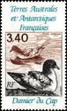 Cape Petrel (Daption capense)