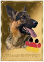 1 Dollar (German shepherd)