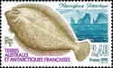 Antarctic Armless Flounder (Mancopsetta maculata maculata) 