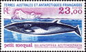 Common Minke Whale (Balaenoptera acutorostrata)