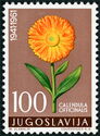 Calendula Officinalis