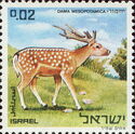 Persian Fallow Deer (Dama mesopotamica)