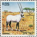 Arabian Oryx (Oryx leucoryx)
