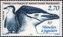 Chinstrap Penguin (Pygoscelis antarcticus)