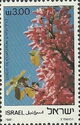Cercis siliquastrum