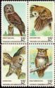 American Owls