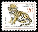 Leopard (Panthera pardus)