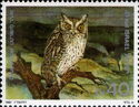 Pallid Scops-Owl (Otus brucei)