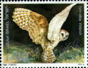 Common Barn Owl (Tyto alba)