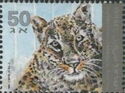 Persian Leopard (Panthera pardus saxicolor)